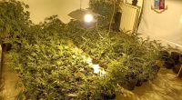 coltivazione marijuana