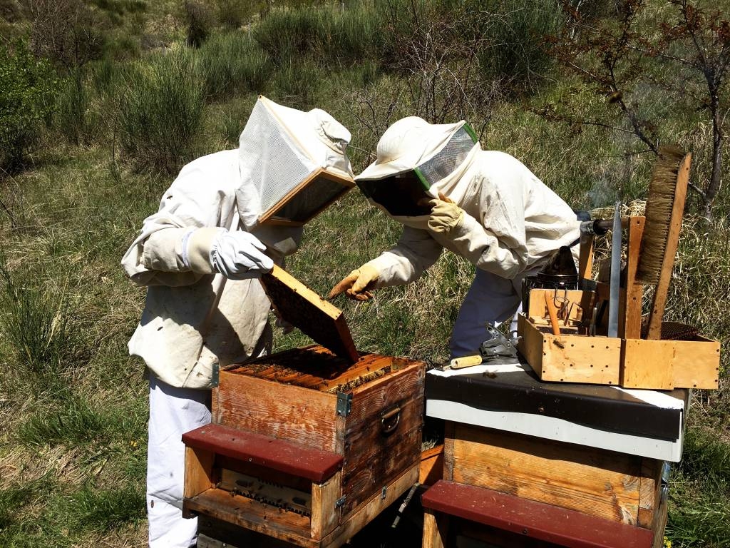 apicoltura regione umbria