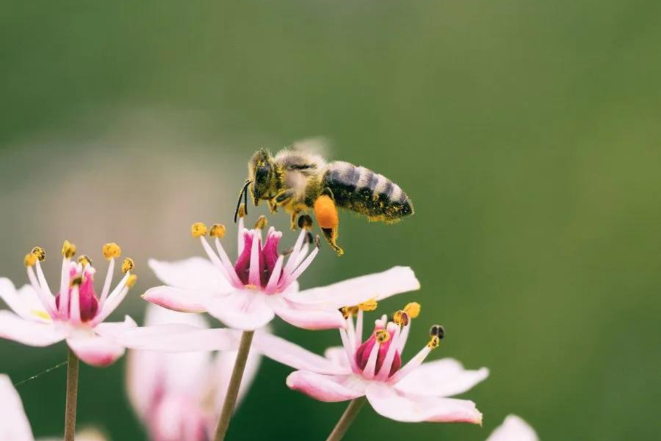 +api. oasi fiorite per la biodiversità