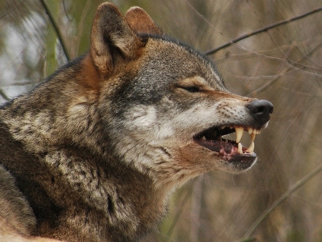 attacchi lupi