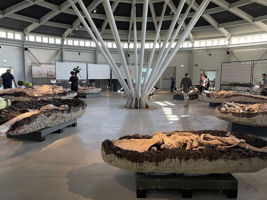 museo paleontologico pietrafitta
