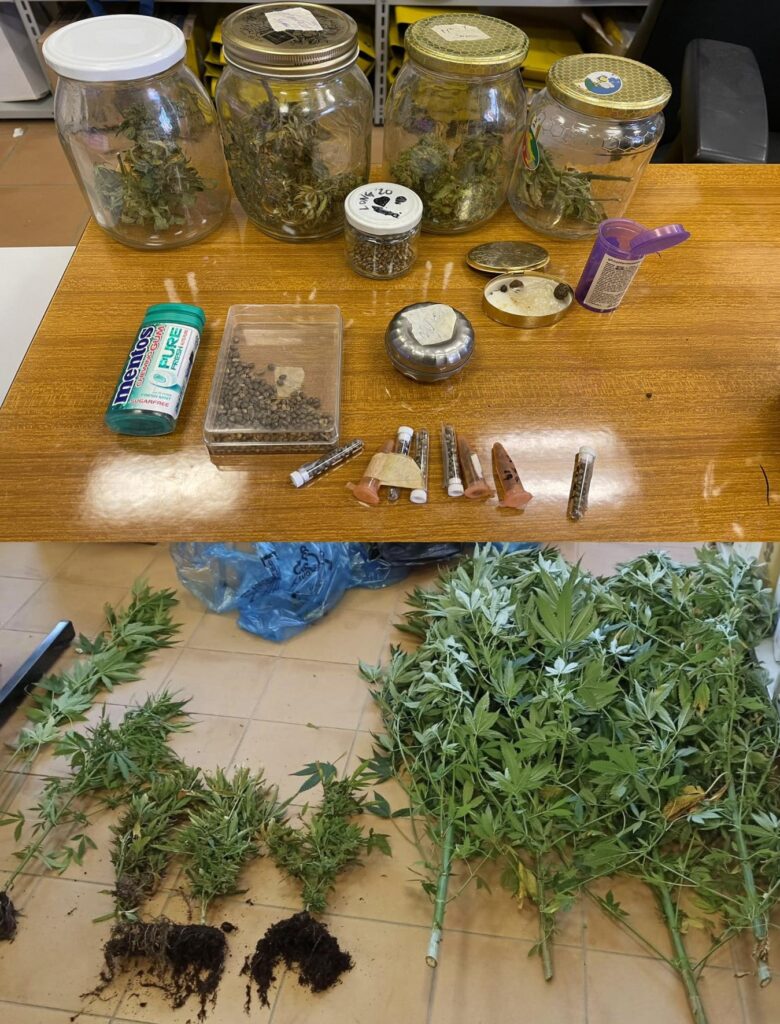 Le piante di marijuana e la droga sequestrata