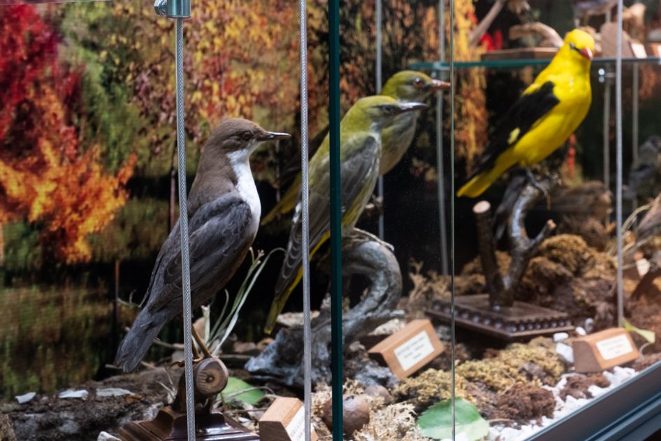 Museo ornitologico pietralunga